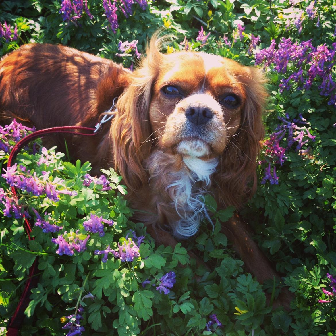 Cavalier king charles spaniel Silje billede 24