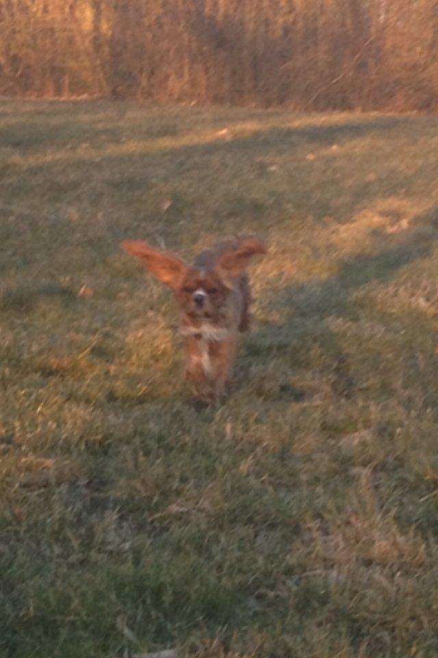 Cavalier king charles spaniel Silje - En lille hare.  billede 25