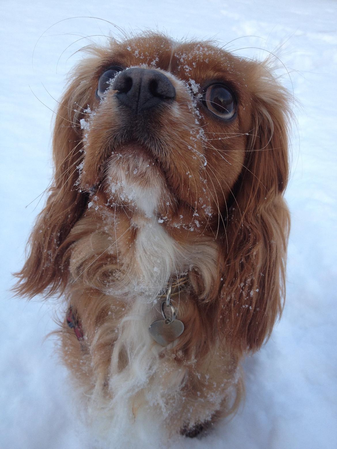 Cavalier king charles spaniel Silje - Silje i sneen, 2012. billede 26