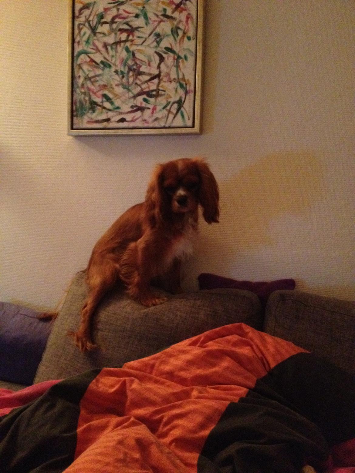 Cavalier king charles spaniel Silje billede 27