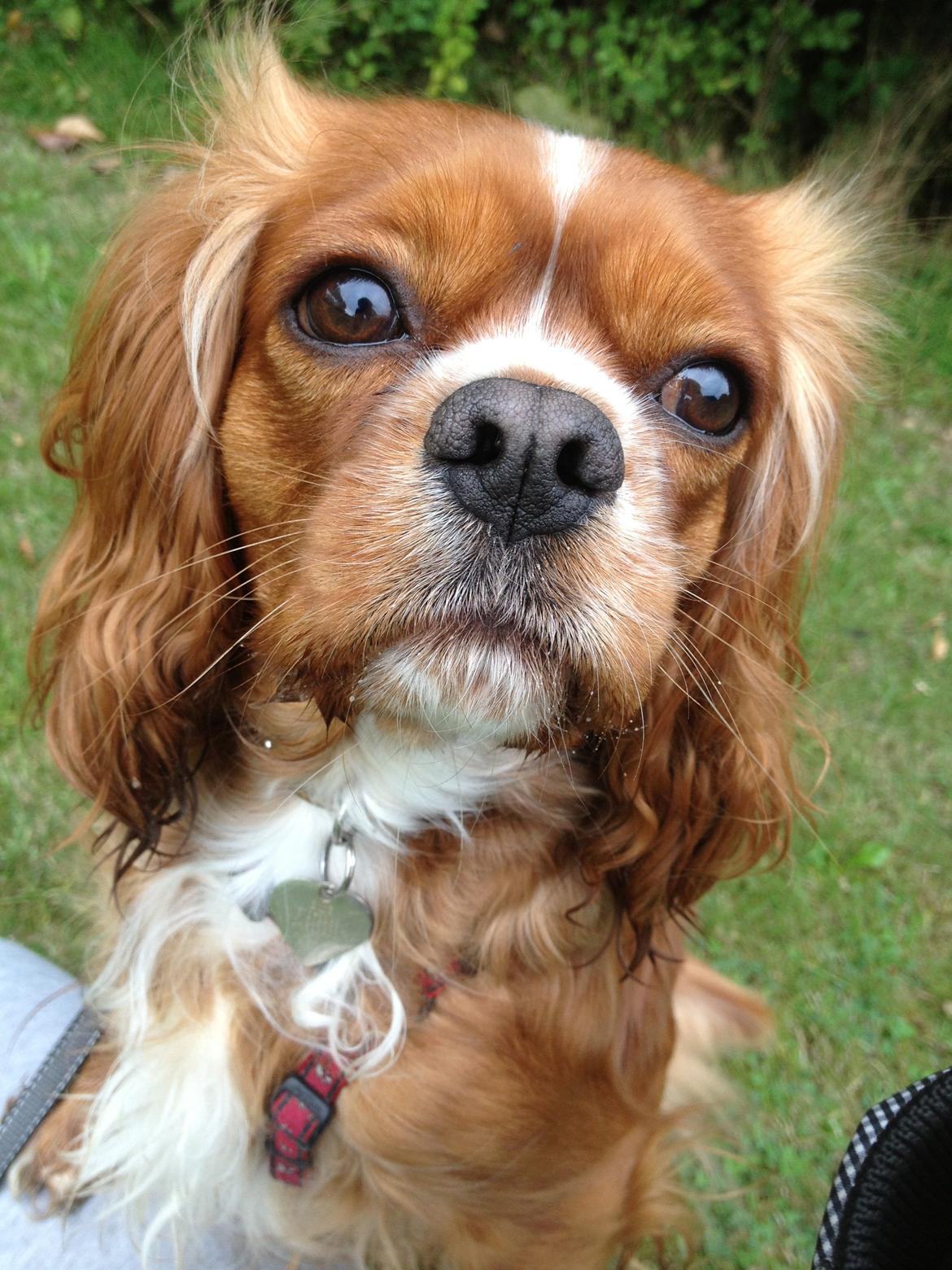 Cavalier king charles spaniel Silje billede 28