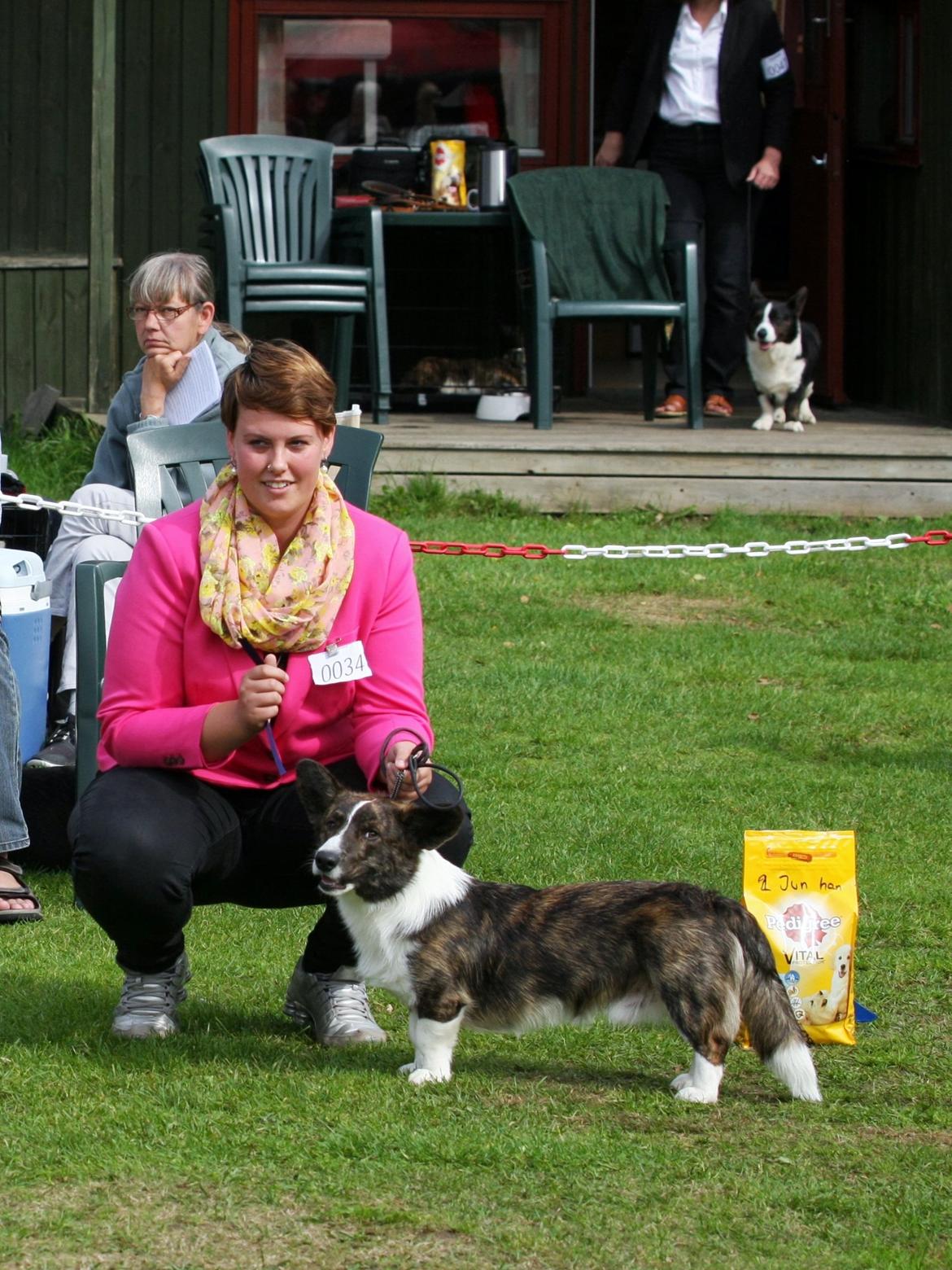 Welsh corgi cardigan Faarup Nixon - Udstilling i den årlige corgi-weekend på Randbøldal. Foto: Mikkel S. Jensen billede 22