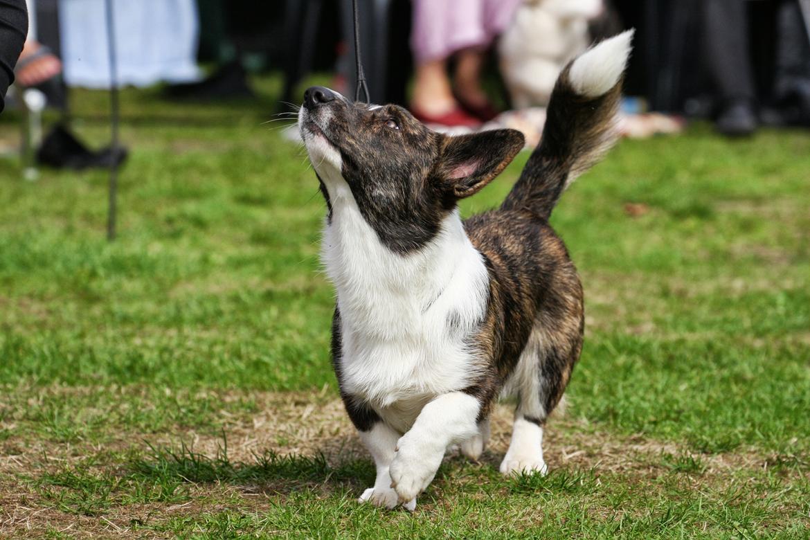 Welsh corgi cardigan Faarup Nixon - Foto: Mikkel S. Jensen billede 23