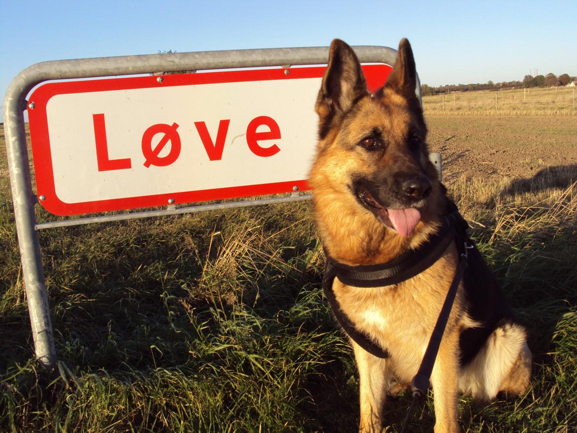 Schæferhund harrestrup friga  (rip):( billede 23