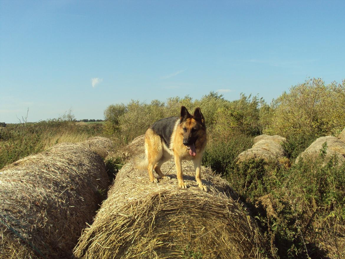 Schæferhund harrestrup friga  (rip):( billede 25