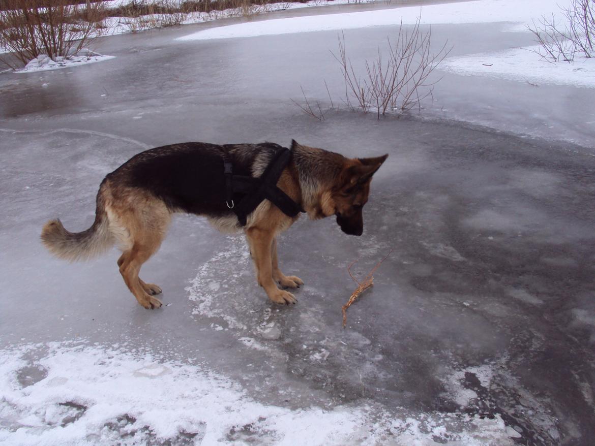 Schæferhund harrestrup friga  (rip):( billede 27