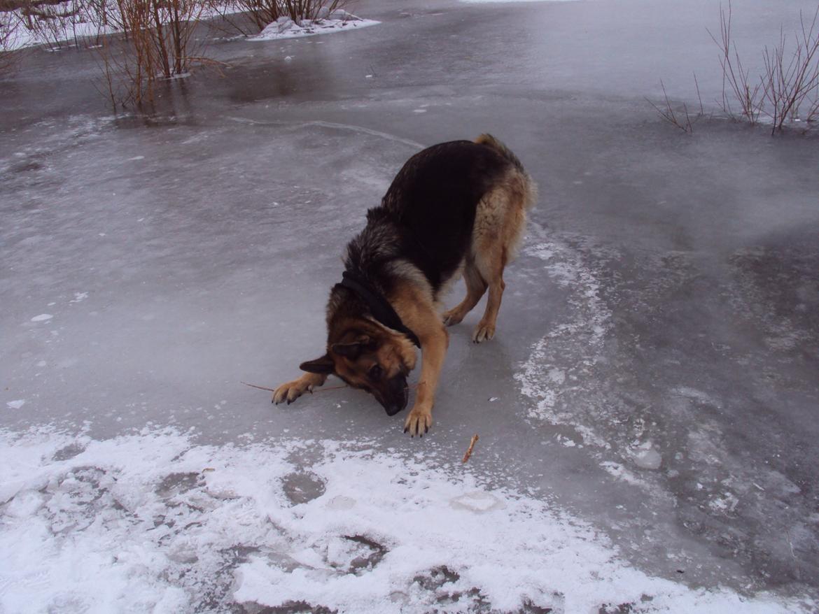 Schæferhund harrestrup friga  (rip):( billede 31