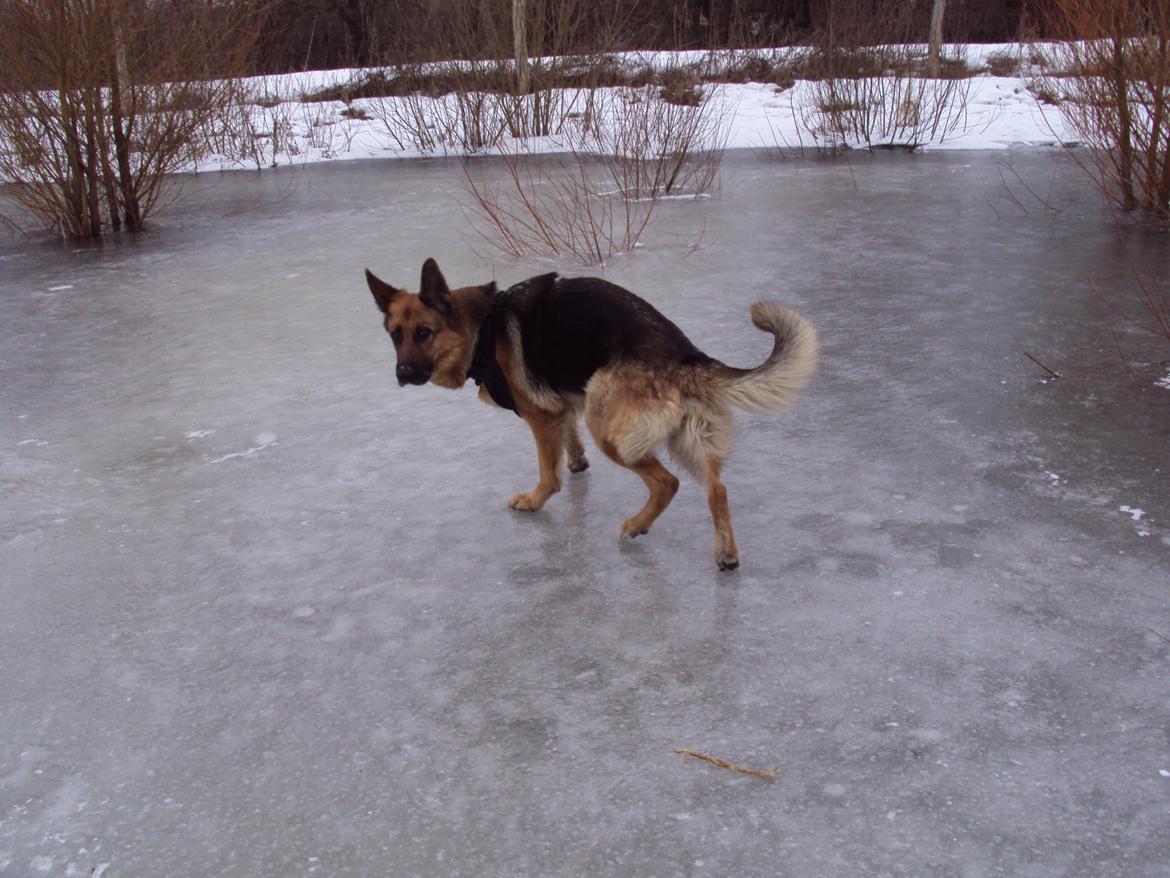 Schæferhund harrestrup friga  (rip):( billede 32