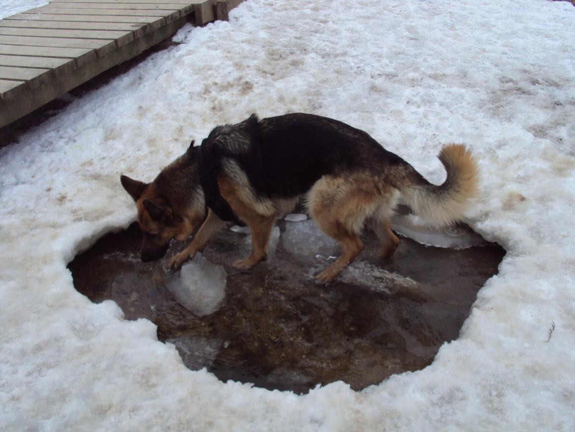 Schæferhund harrestrup friga  (rip):( billede 33