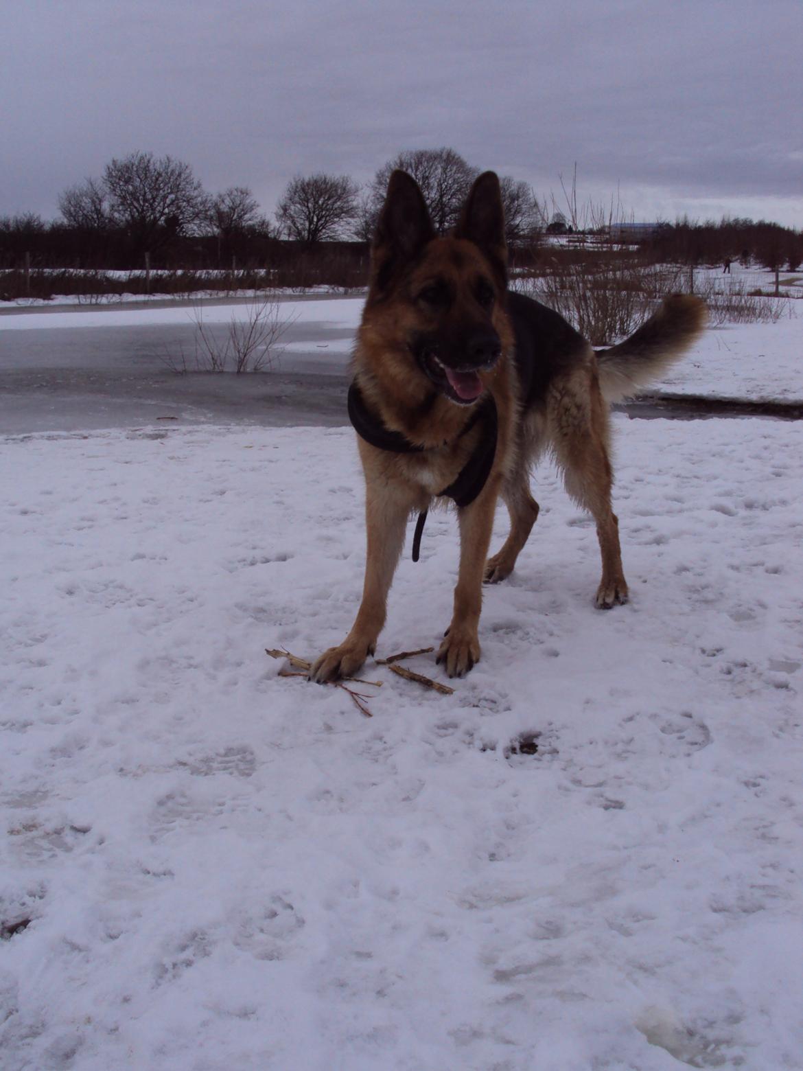 Schæferhund harrestrup friga  (rip):( billede 34