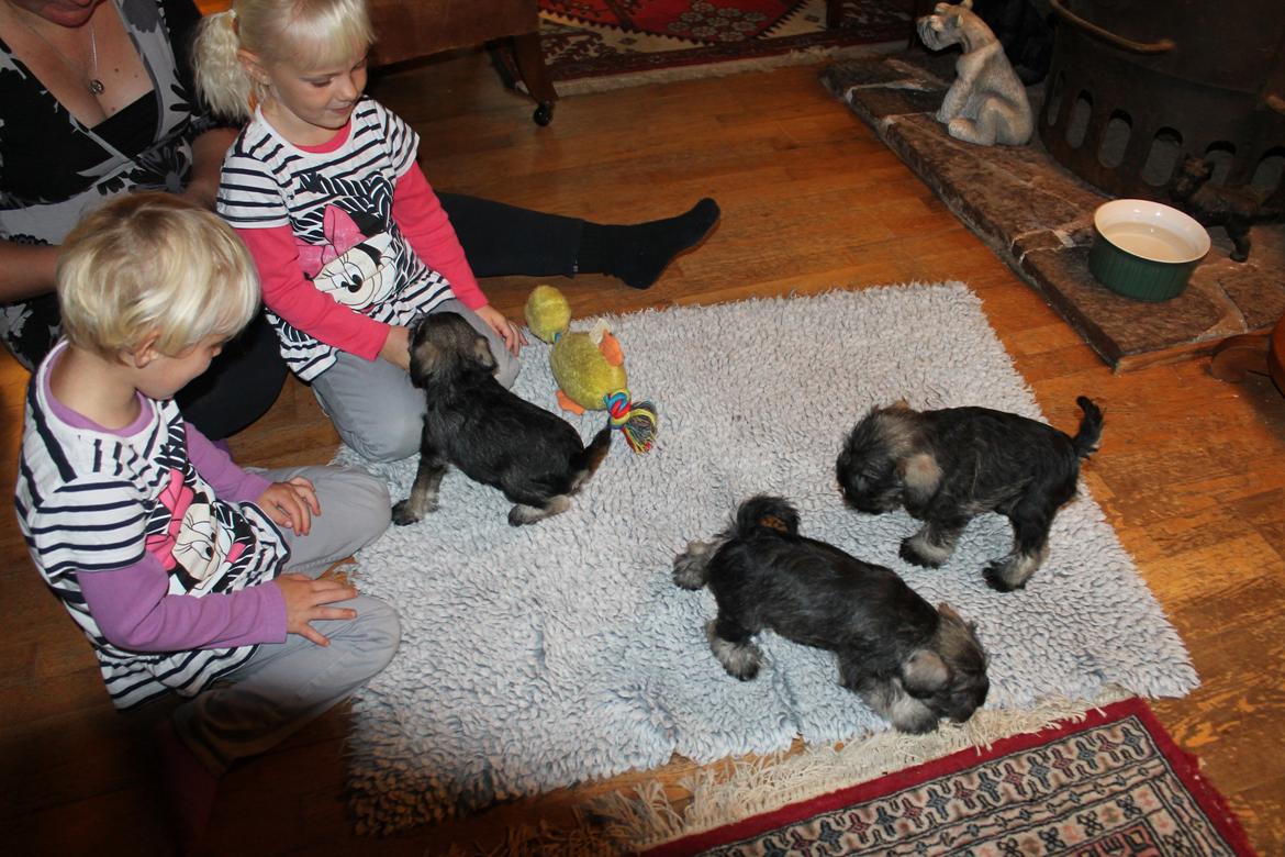 Dvaergschnauzer Anton - Anton og hans søskende 49 dag gamle... <3 billede 27