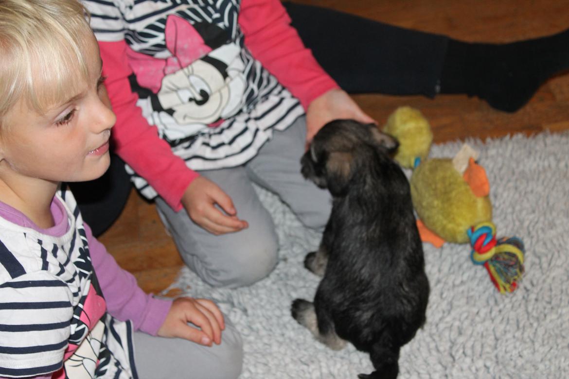 Dvaergschnauzer Anton - Anton 49 dage gammel... <3 billede 28