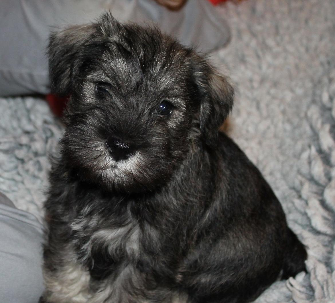 Dvaergschnauzer Anton - Anton 49 dage gammel... <3 billede 29