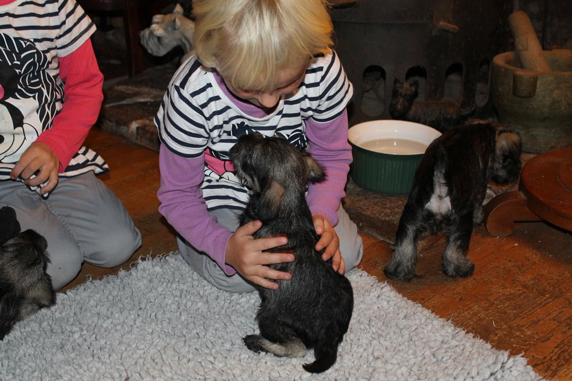 Dvaergschnauzer Anton - Anton 49 dage gammel og Musen... <3 billede 30