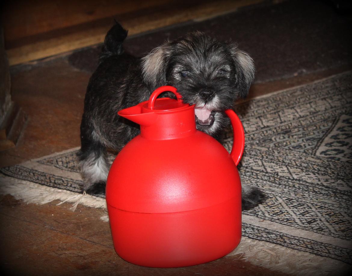 Dvaergschnauzer Anton - Anton 49 dage gammel... <3 billede 31