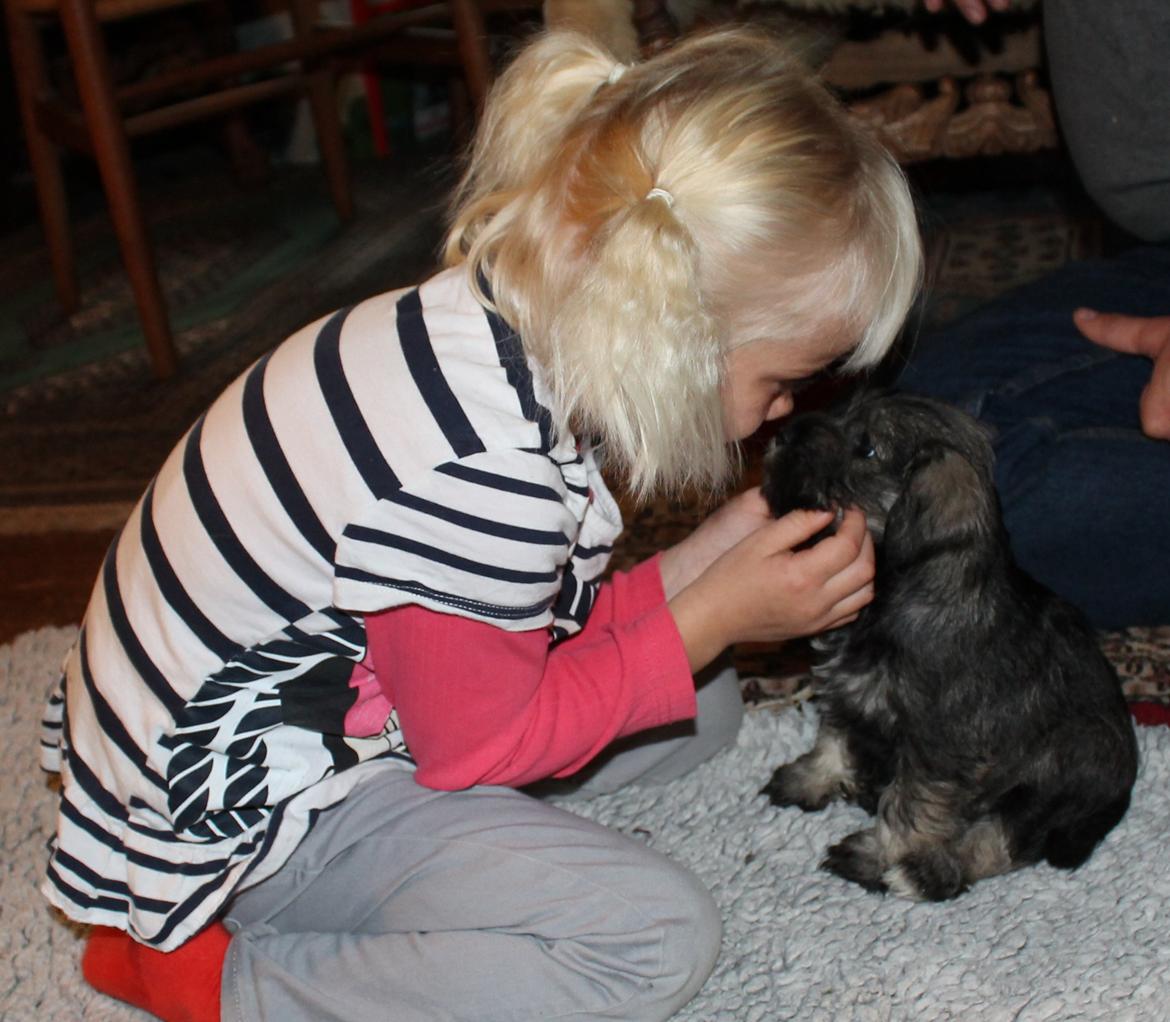 Dvaergschnauzer Anton - Anton 49 dage gammel og Truntepigen... <3 billede 32