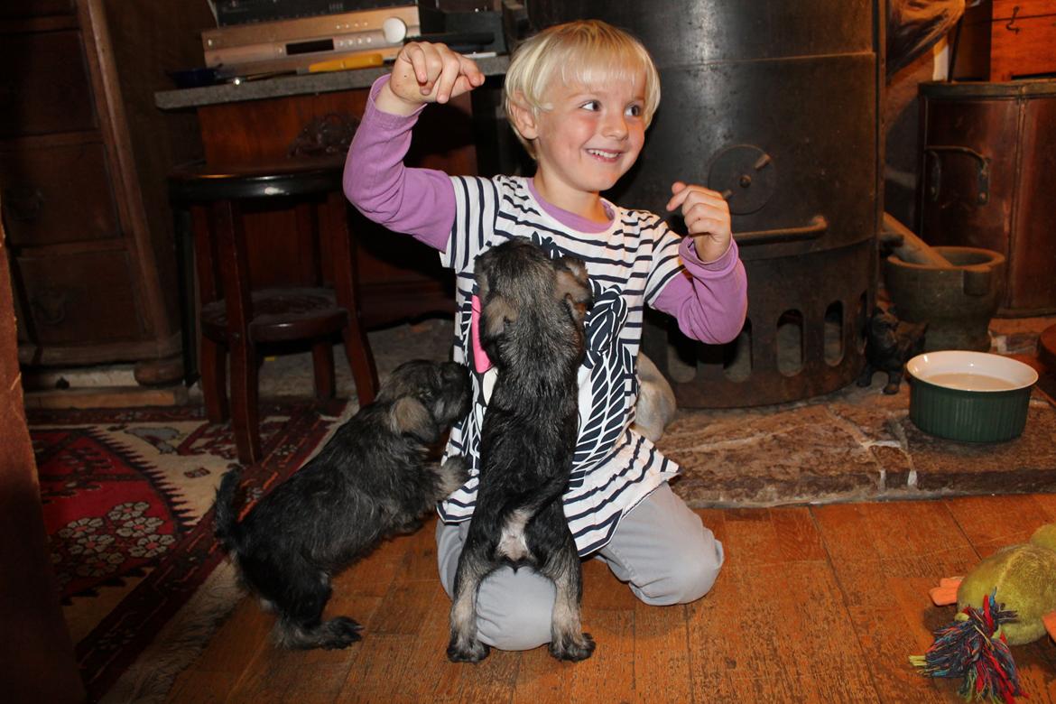 Dvaergschnauzer Anton - Anton 49 dage gammel og Musen... <3 billede 33