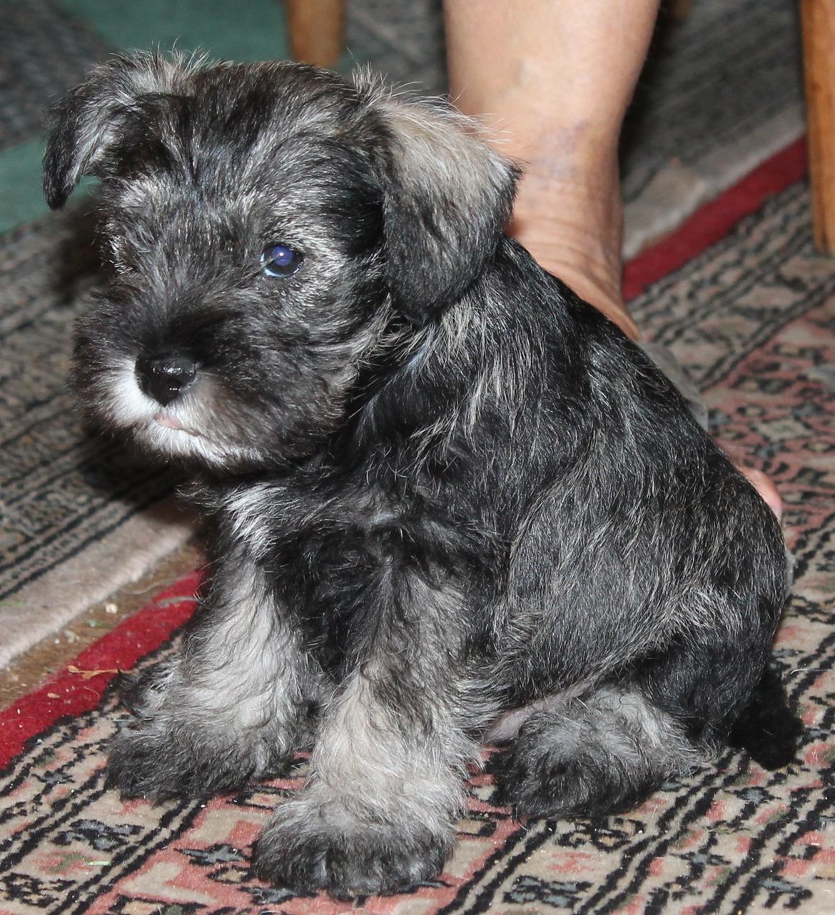 Dvaergschnauzer Anton - Anton 49 dage gammel... <3 billede 34