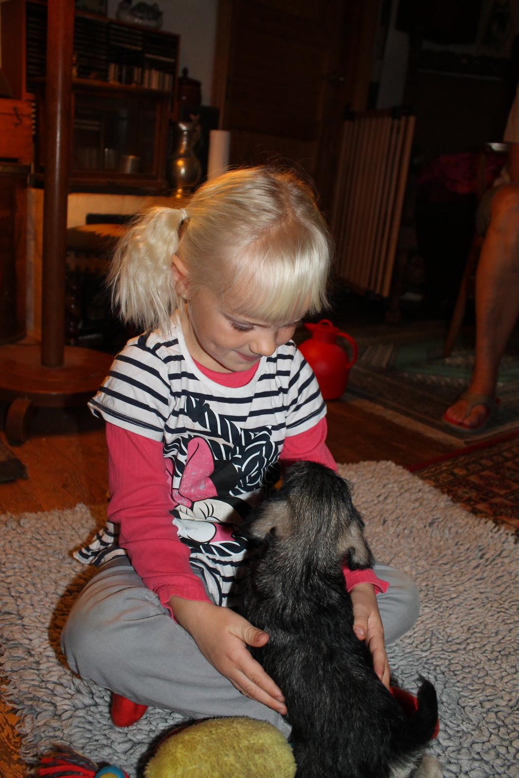 Dvaergschnauzer Anton - Anton 49 dage gammel og Truntepigen... <3 billede 35