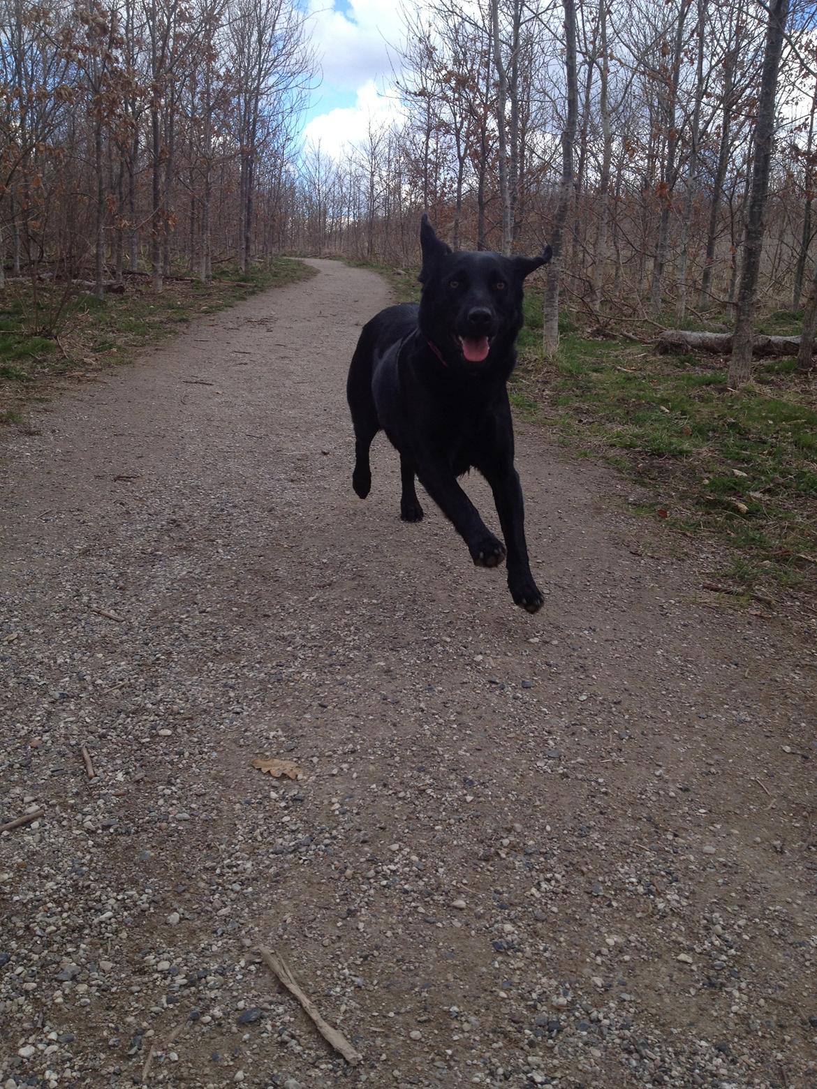 Labrador retriever bonnie (formel 1) Rip:( billede 28