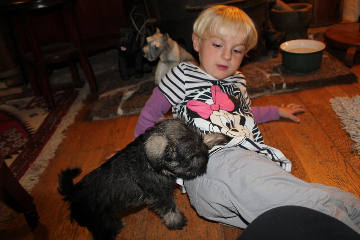 Dvaergschnauzer Anton - Anton 49 dage gammel og Musen... <3 billede 36