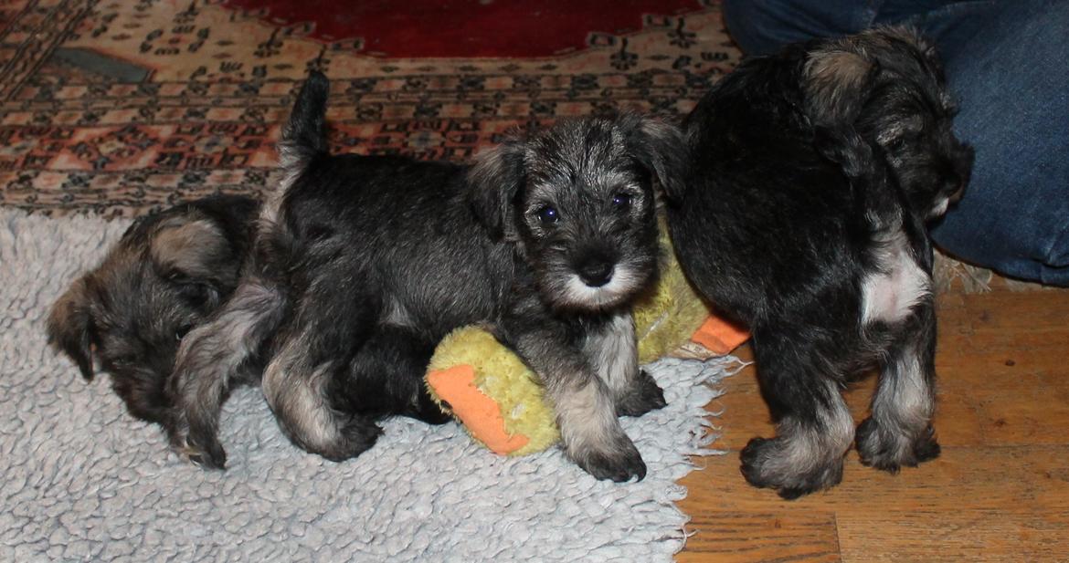 Dvaergschnauzer Anton - Anton 49 dage gammel... <3 billede 37