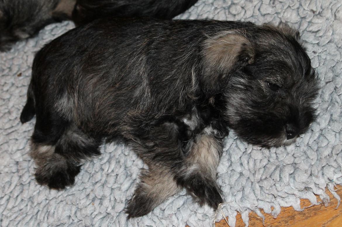 Dvaergschnauzer Anton - Anton 49 dage gammel... <3 billede 38
