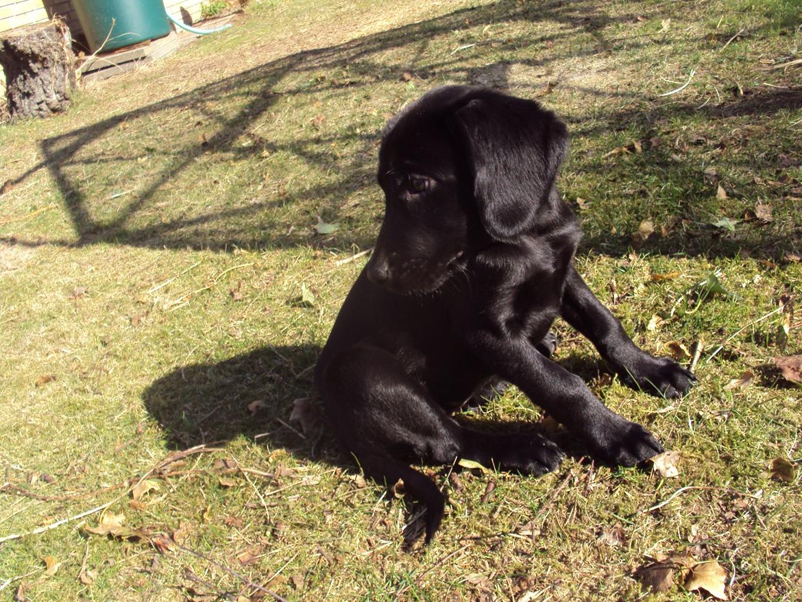 Labrador retriever bonnie (formel 1) Rip:( billede 30