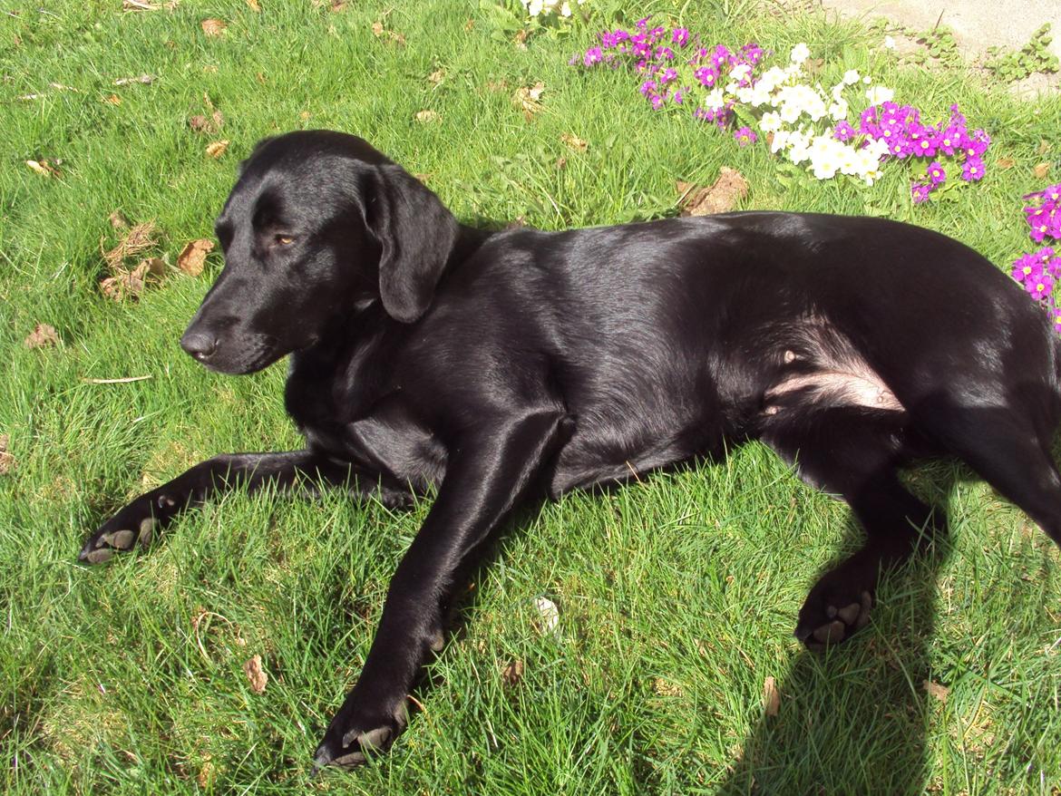 Labrador retriever bonnie (formel 1) Rip:( billede 31