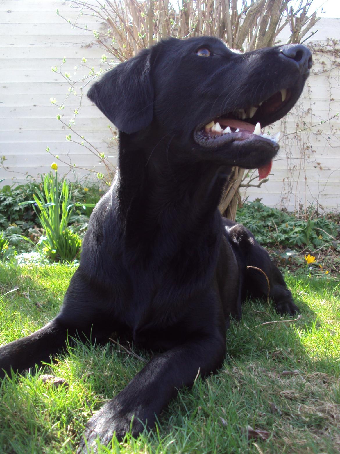 Labrador retriever bonnie (formel 1) Rip:( billede 34