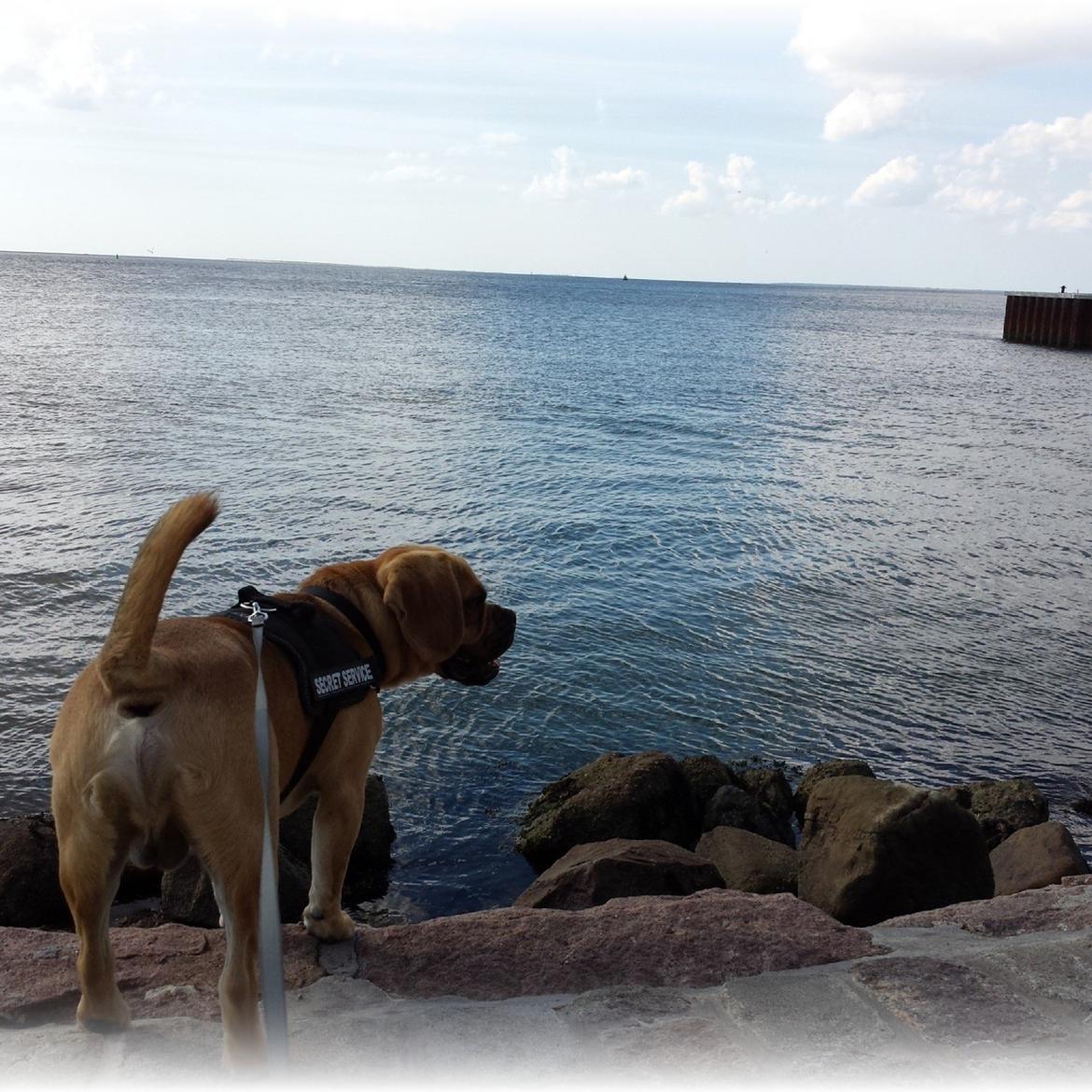 Blanding af racer Balther (Puggle) billede 7