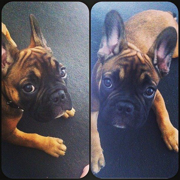 Fransk bulldog Tjoco billede 1