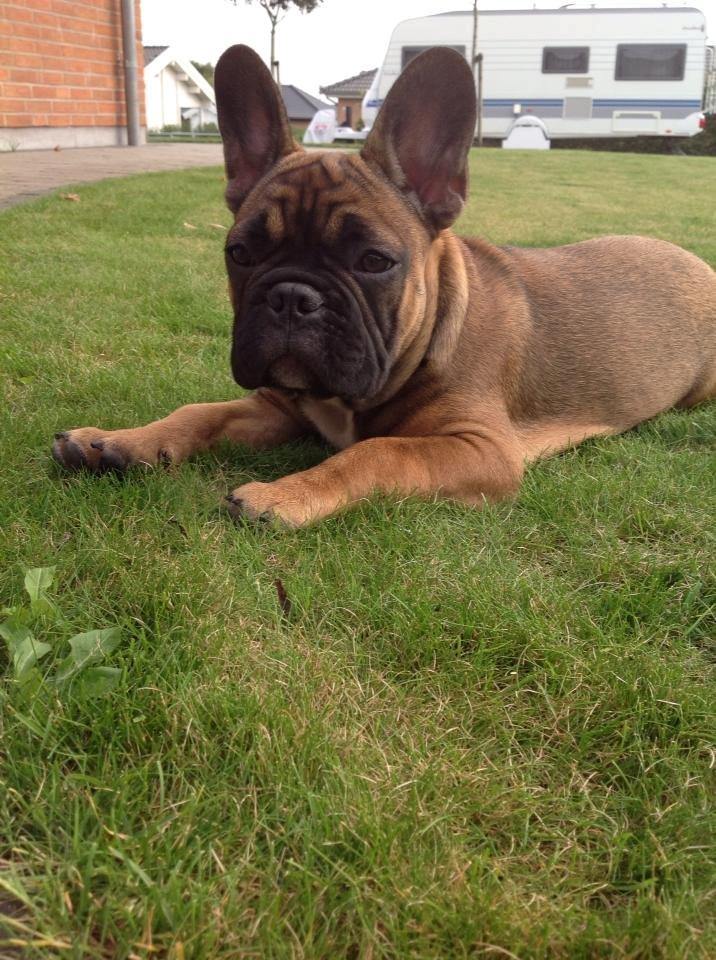Fransk bulldog Tjoco - Flot ung fyr!  billede 2