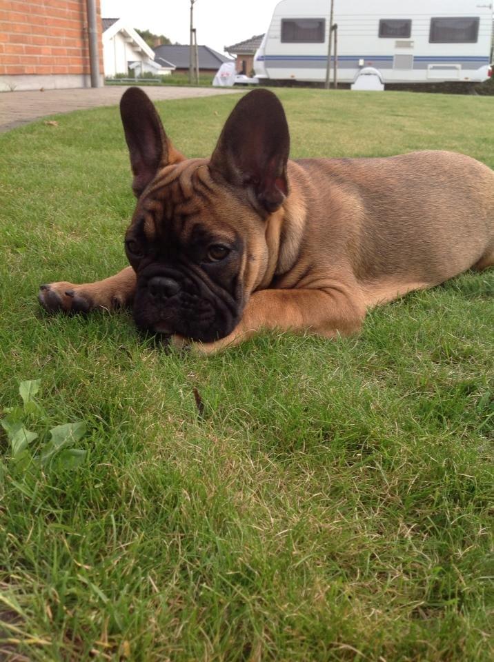 Fransk bulldog Tjoco billede 3