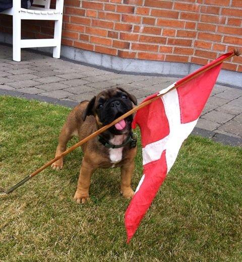Fransk bulldog Tjoco - Fanebærer!  billede 4