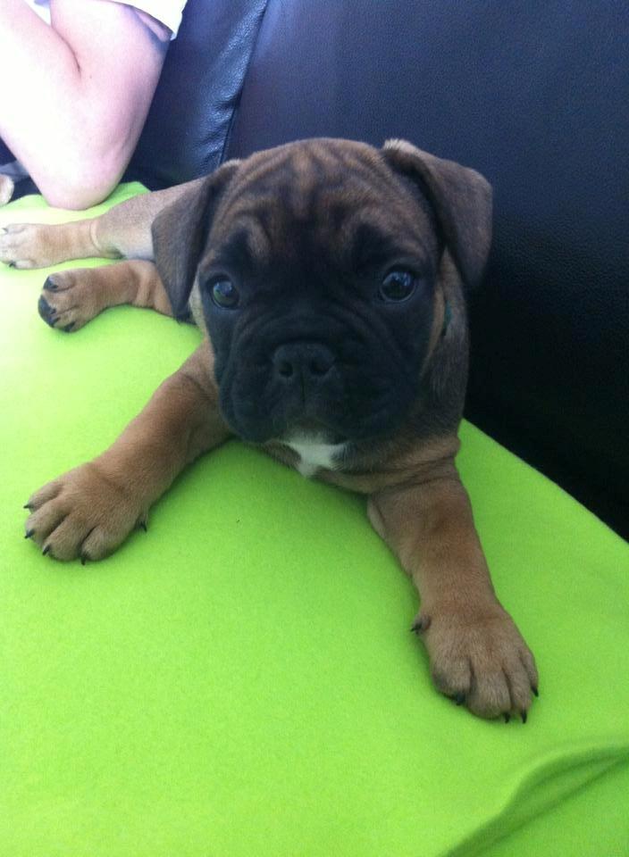 Fransk bulldog Tjoco - Baby Tjoco billede 14