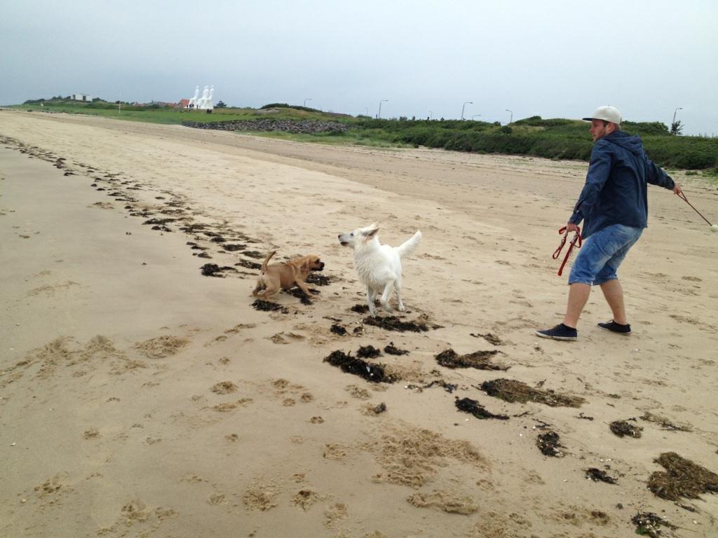 Blanding af racer Balther (Puggle) billede 8