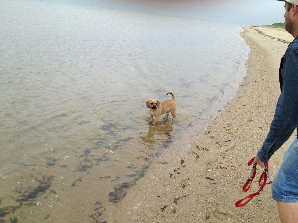 Blanding af racer Balther (Puggle) billede 9