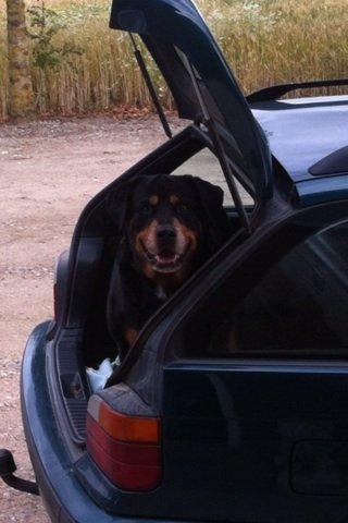 Rottweiler Buzz - Charmetrolden <3 R.I.P himmelhund) billede 21