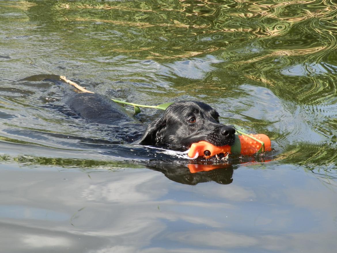 Labrador retriever Laika billede 21