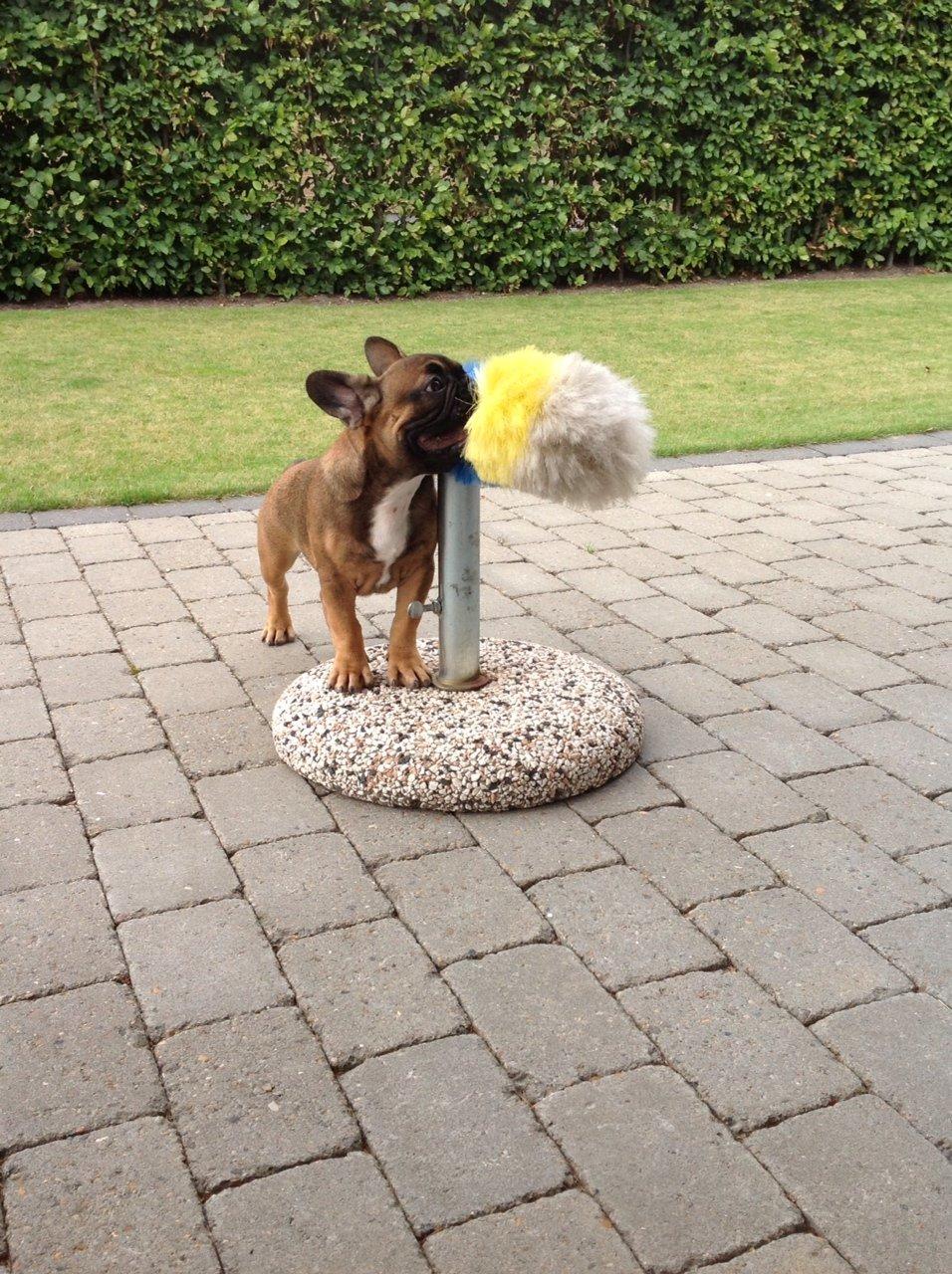 Fransk bulldog Tjoco - Kom nuuuu billede 5