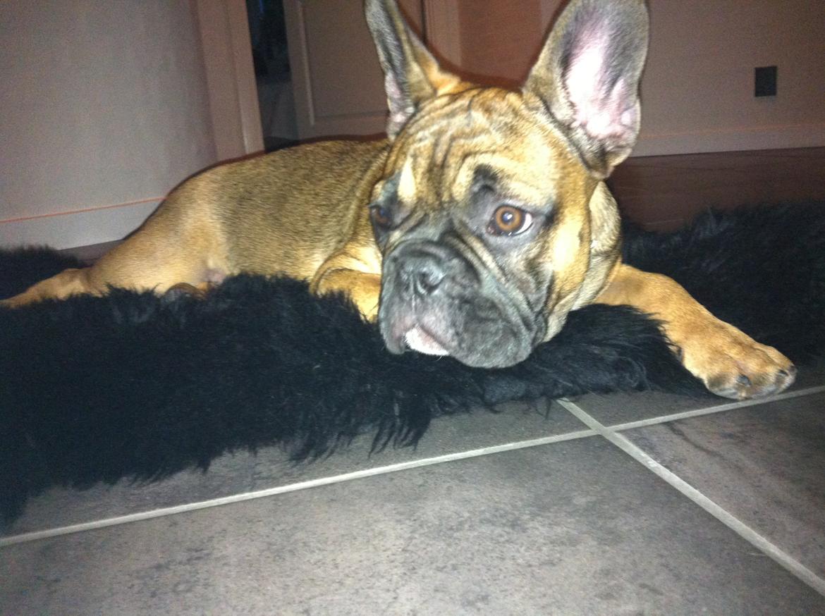 Fransk bulldog Tjoco - Åh så lad da være mooar! billede 6