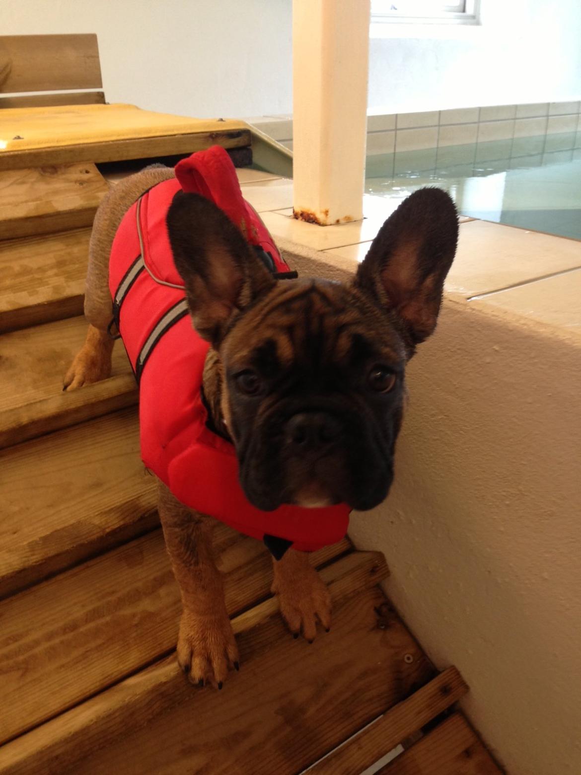 Fransk bulldog Tjoco - Bullerbassen efter sin første svømmetime! billede 7