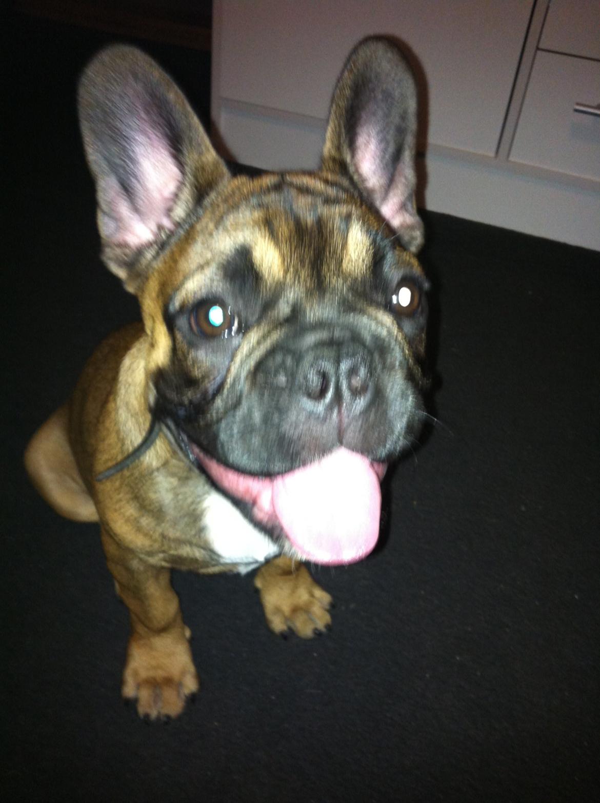 Fransk bulldog Tjoco - Et stks glad buller! billede 9