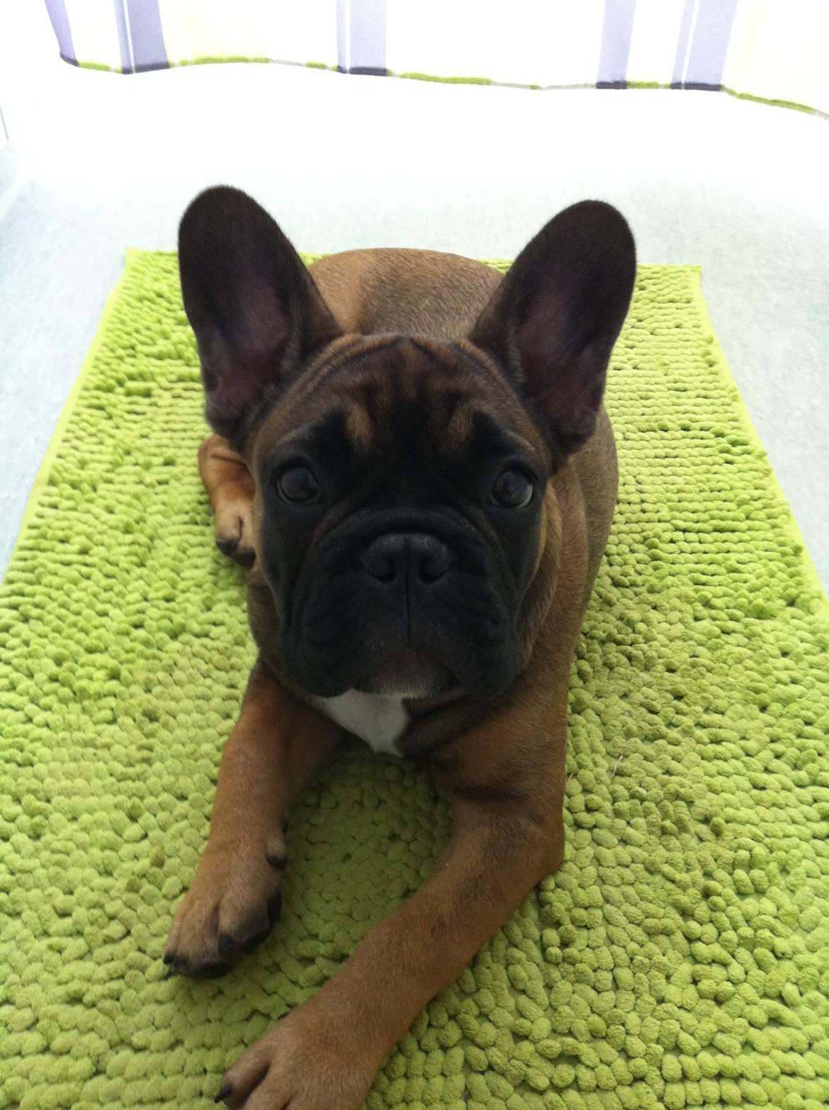 Fransk bulldog Tjoco - Tager du nu billeder igen moar! billede 10