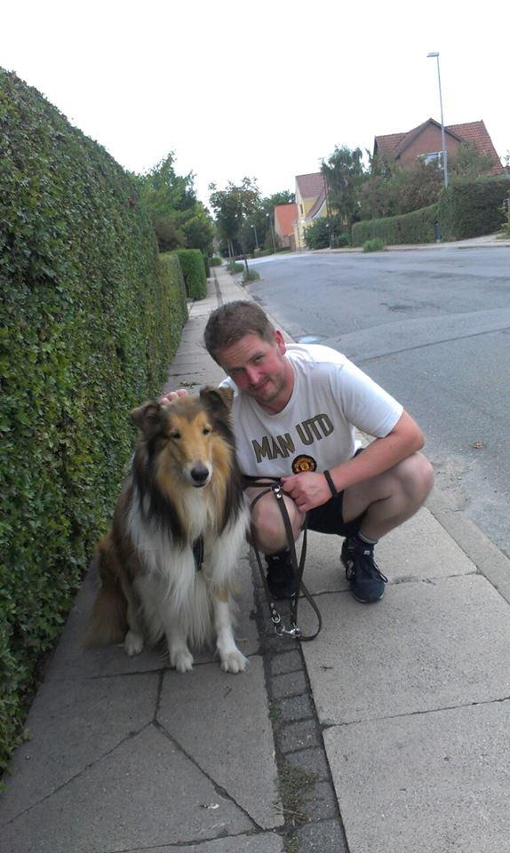 Collie langhåret Lassies American Fellow (Himmelhund) - Fellow og menneskefar <3 billede 19