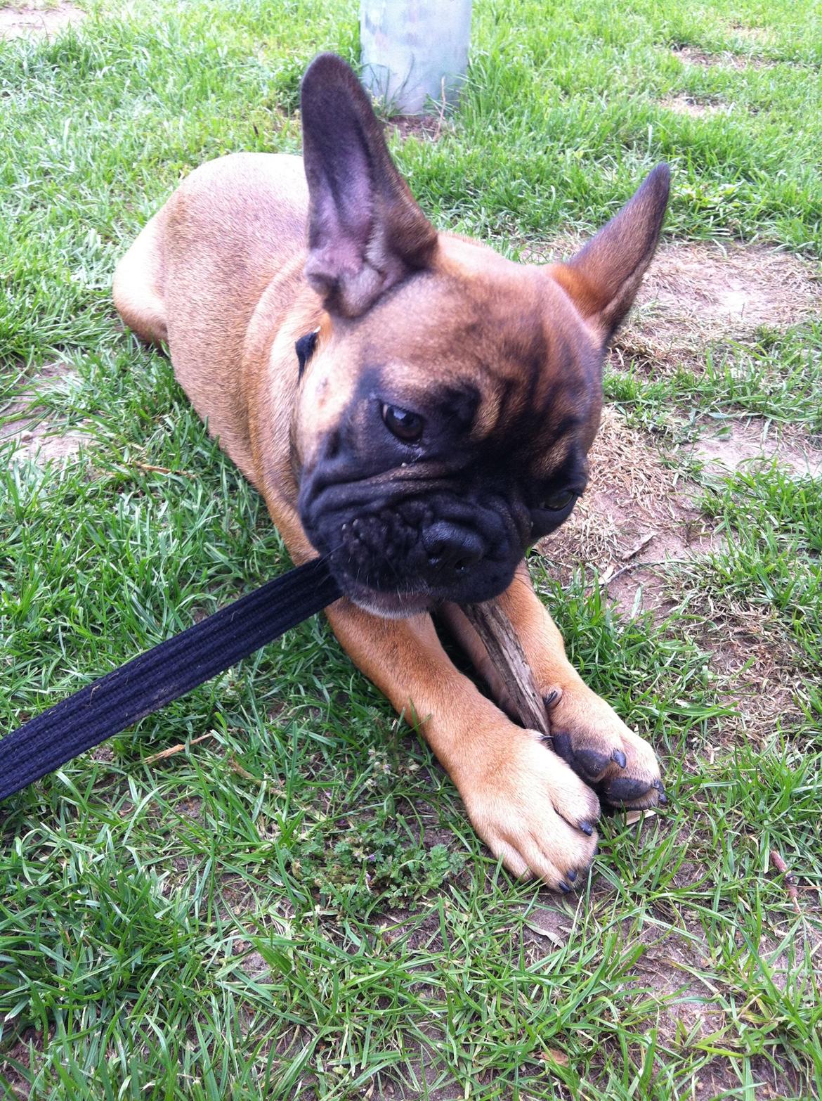 Fransk bulldog Tjoco - Mmmh, lækker pind! billede 11
