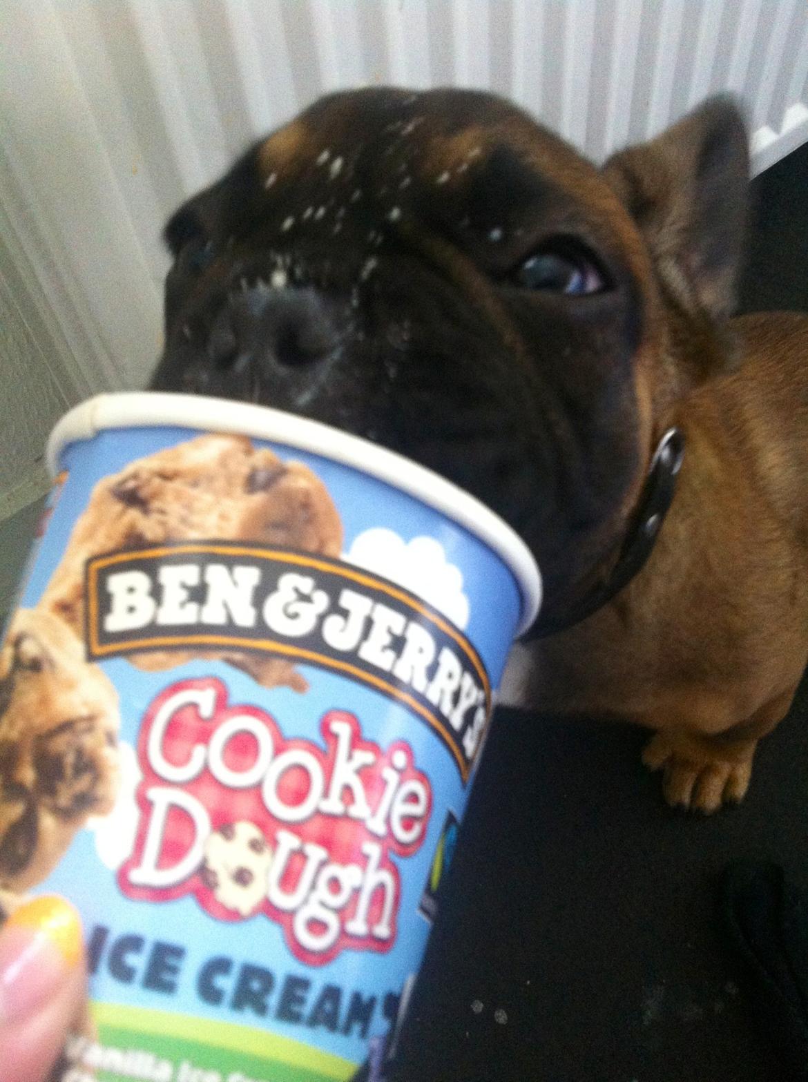 Fransk bulldog Tjoco - Mums! Tak moar! billede 8