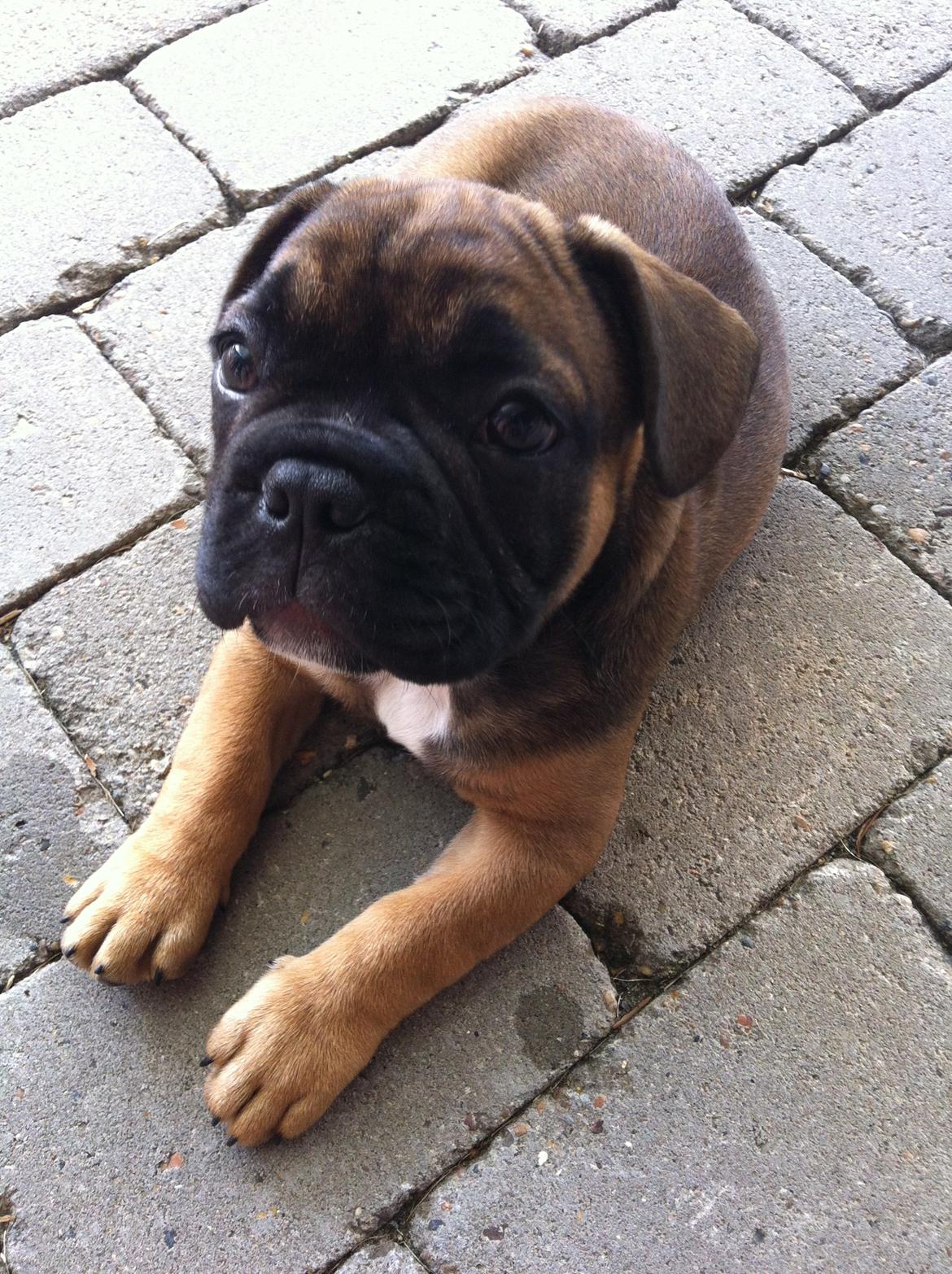 Fransk bulldog Tjoco - Baby Tjoco billede 12