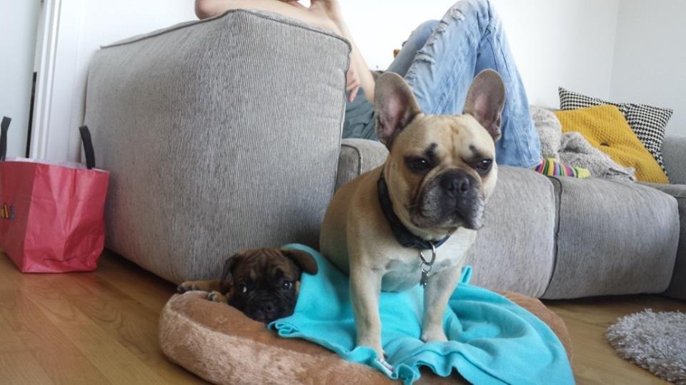 Fransk bulldog Tjoco - "Det er mig der bestemmer" siger Chopper, under vores besøg! (-; billede 15